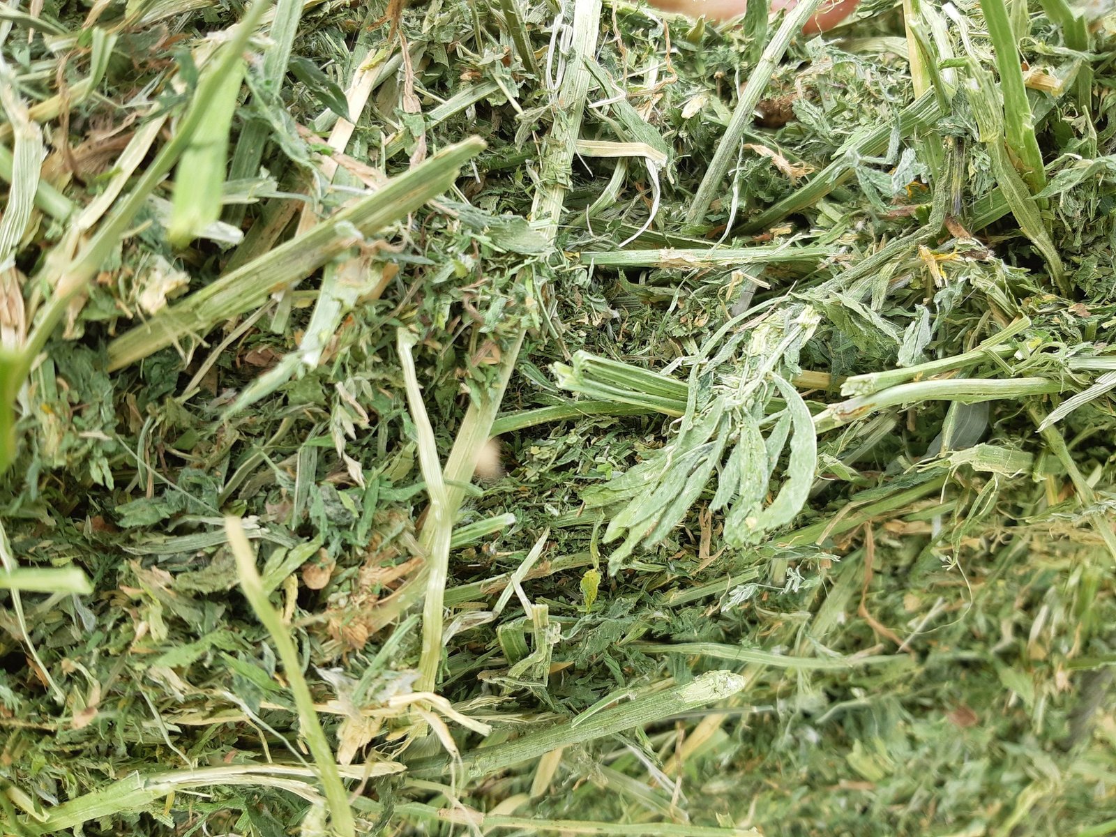 Dehydrated Alfalfa - Spain Select