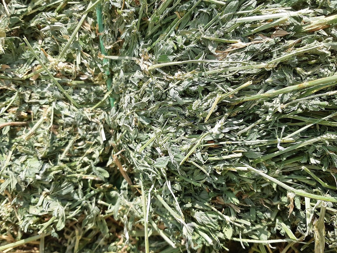 Dehydrated Alfalfa - Extra