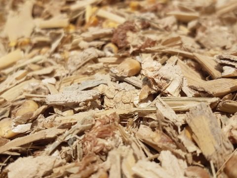Dehydrated Alfalfa - First